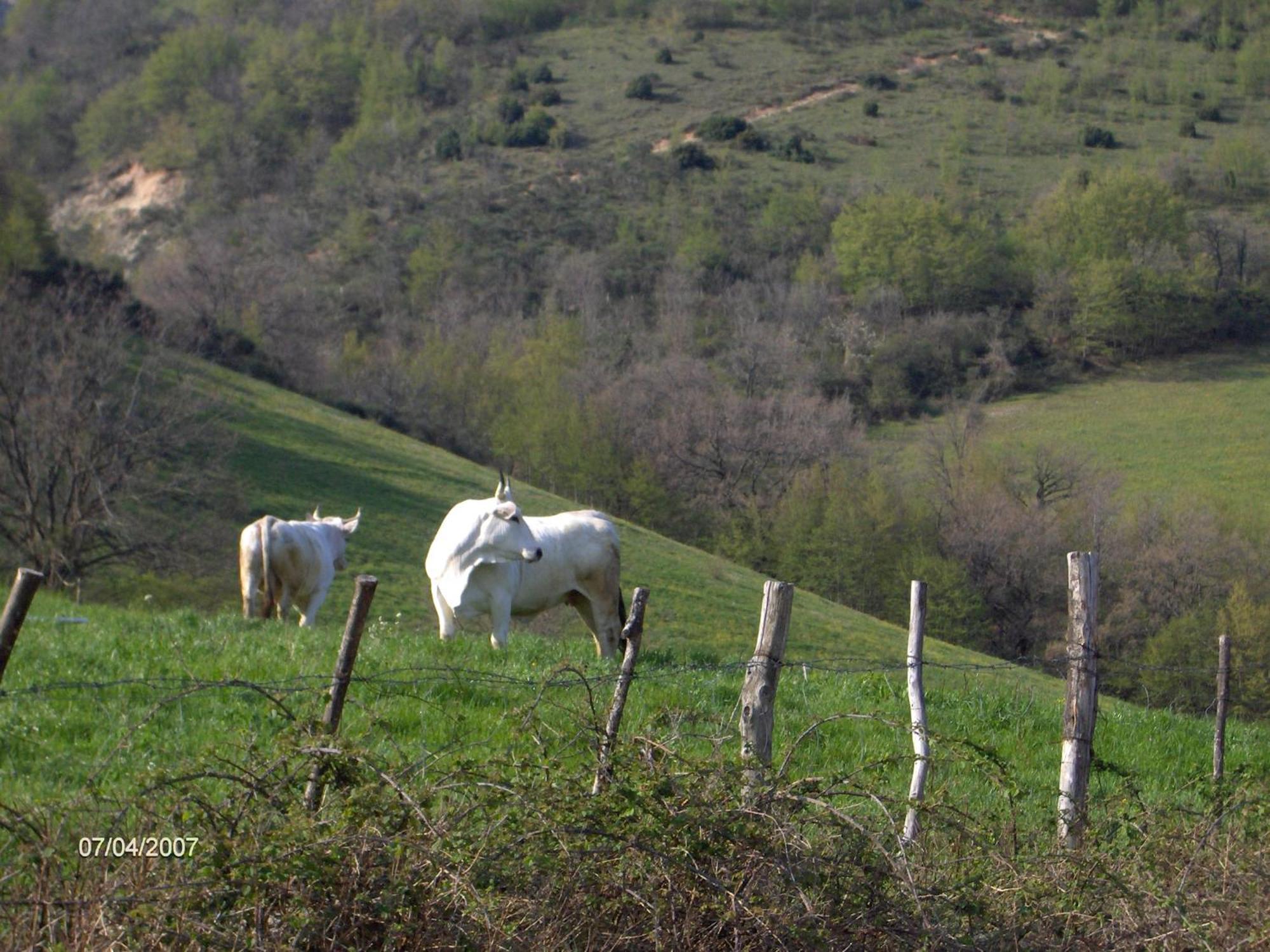 Villa Colticciola Agriturismo Marche Farm stay Cagli